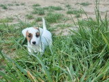 2 chiots femelles Jack Russell Terrier LOF nés en mars 2026 à vendre