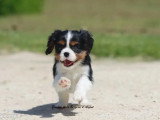 Chiot femelle Cavalier King Charles tricolore LOF à vendre
