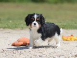 Chiot femelle Cavalier King Charles tricolore LOF à vendre