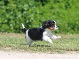Chiot femelle Cavalier King Charles tricolore LOF à vendre