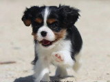 Chiot femelle Cavalier King Charles tricolore LOF à vendre