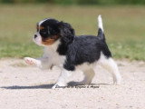 Chiot femelle Cavalier King Charles tricolore LOF à vendre