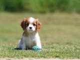 Chiot femelle Cavalier King Charles Blenheim LOF à vendre