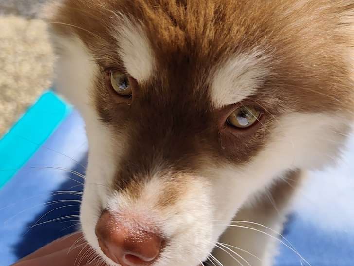 Chiot femelle Pomsky F3 à vendre