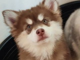 Chiot femelle Pomsky F3 à vendre