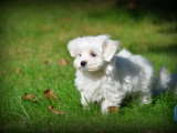 Chiots Bichon Maltais nain à vendre