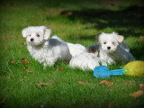 Chiots Bichon Maltais nain à vendre