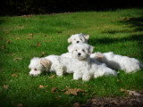 Chiots Bichon Maltais nain à vendre