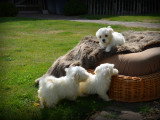 Chiots Bichon Maltais nain à vendre