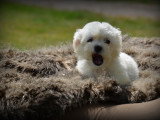Chiots Bichon Maltais nain à vendre