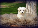 Chiots Bichon Maltais nain à vendre