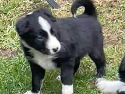 Basile (male)