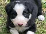 Beau (male)