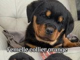 2 chiots femelles Rottweiler à réserver inscrits au LOF nés en mars 2026