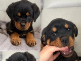 2 chiots femelles Rottweiler à réserver inscrits au LOF nés en mars 2026