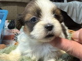 6 chiots Lhassa Apso non LOF nés en avril 2026 à réserver