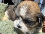 6 chiots Lhassa Apso non LOF nés en avril 2026 à réserver