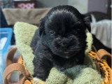 6 chiots Lhassa Apso non LOF nés en avril 2026 à réserver