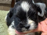 6 chiots Lhassa Apso non LOF nés en avril 2026 à réserver