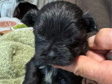 6 chiots Lhassa Apso non LOF nés en avril 2026 à réserver