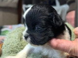 6 chiots Lhassa Apso non LOF nés en avril 2026 à réserver
