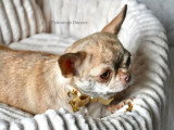 Chienne Chihuahua LOF de 5 ans fauve en vente