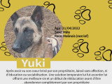 Yuki, mâle Malinois à vendre