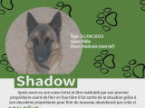 Shadow, Malinois de 4 ans à vendre