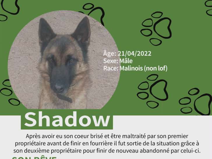 Shadow, Malinois de 4 ans à vendre