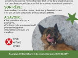 Shadow, Malinois de 4 ans à vendre