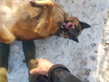 Shadow, Malinois de 4 ans à vendre