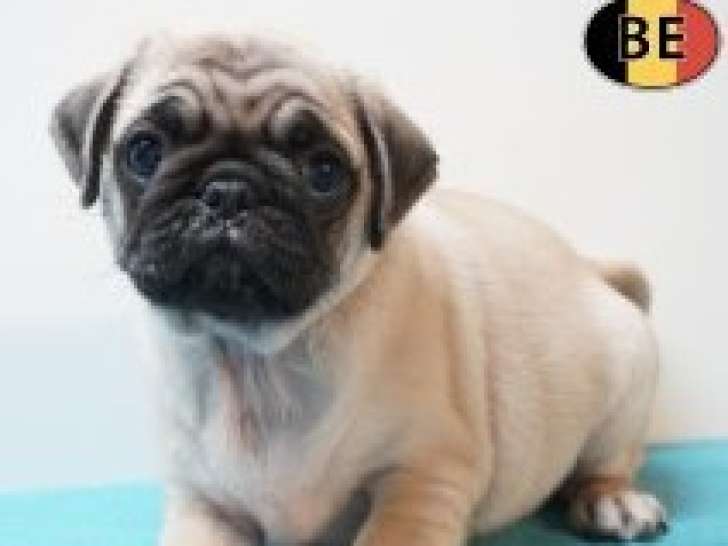 Chiots Carlins affectueux à vendre en animalerie