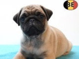 Chiots Carlins affectueux à vendre en animalerie