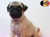 Chiots Carlins affectueux à vendre en animalerie