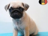 Chiots Carlins affectueux à vendre en animalerie