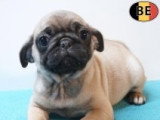 Chiots Carlins affectueux à vendre en animalerie