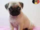 Chiots Carlins affectueux à vendre en animalerie