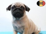 Chiots Carlins affectueux à vendre en animalerie