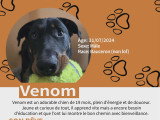 Venom, jeune mâle Beauceron à vendre