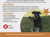 Venom, jeune mâle Beauceron à vendre