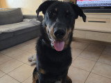 Venom, jeune mâle Beauceron à vendre