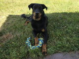 Venom, jeune mâle Beauceron à vendre