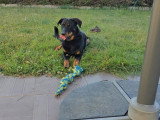 Venom, jeune mâle Beauceron à vendre