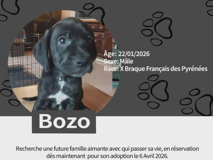 Chiots Braque croisés Pinscher à vendre