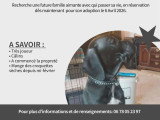 Chiots Braque croisés Pinscher à vendre