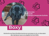 Chiots Braque croisés Pinscher à vendre