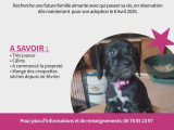 Chiots Braque croisés Pinscher à vendre