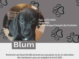 Chiots Braque croisés Pinscher à vendre