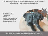 Chiots Braque croisés Pinscher à vendre