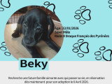 Chiots Braque croisés Pinscher à vendre